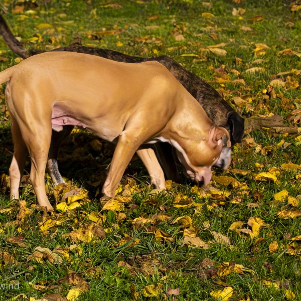 Fall Feelings